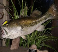 The bass that was used as the model for the ring