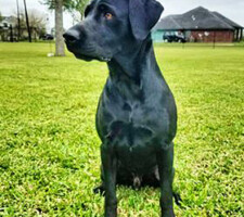 Client's dog that became the inspiration for the ring