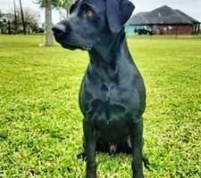 Client's dog that became the inspiration for the ring